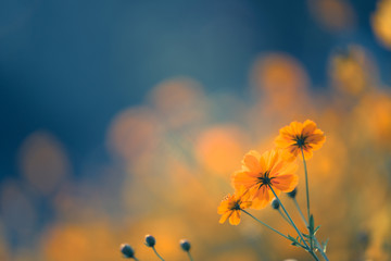 国5车能过户到海南吗？